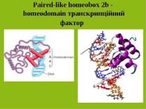 Paired-like homeobox 2b -  homeodomain транскрипційний фактор