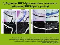 Субодиниця НІF3alpha пригнічує активність субодиниці НІF1alpha у рогівці Yuic...