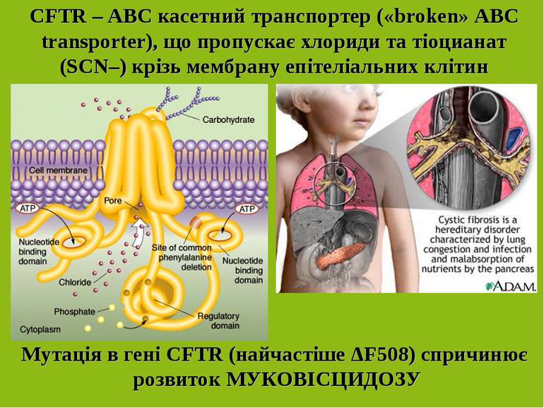 CFTR – ABC касетний транспортер («broken» ABC transporter), що пропускає хлор...