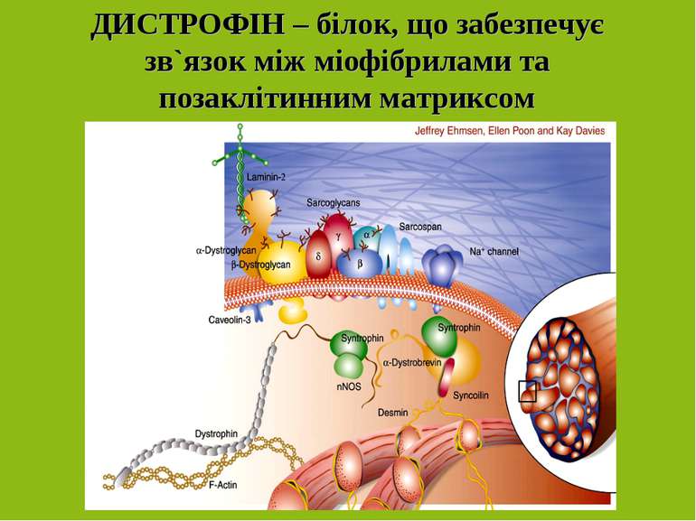 ДИСТРОФІН – білок, що забезпечує зв`язок між міофібрилами та позаклітинним ма...