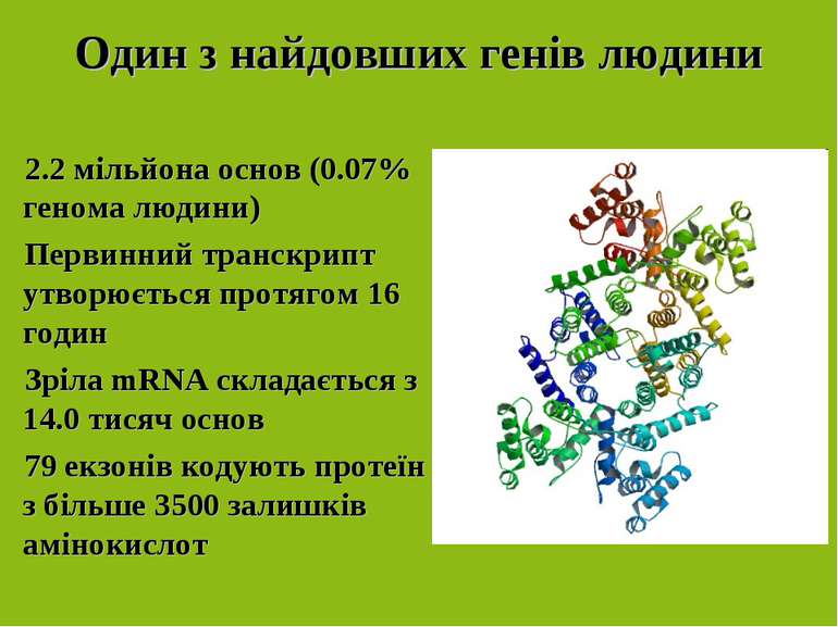 Один з найдовших генів людини 2.2 мільйона основ (0.07% генома людини) Первин...