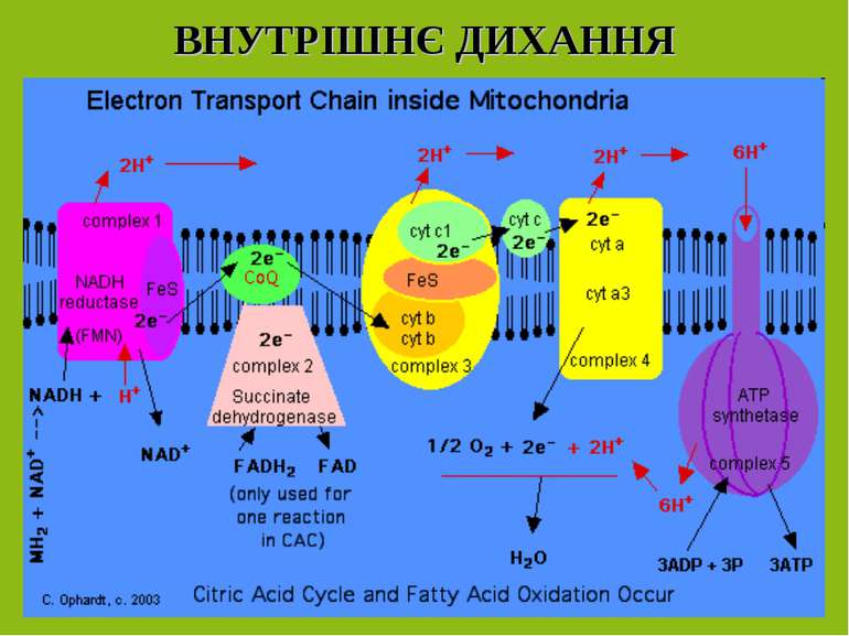 ВНУТРІШНЄ ДИХАННЯ