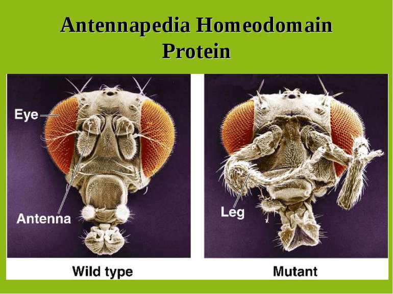 Antennapedia Homeodomain Protein