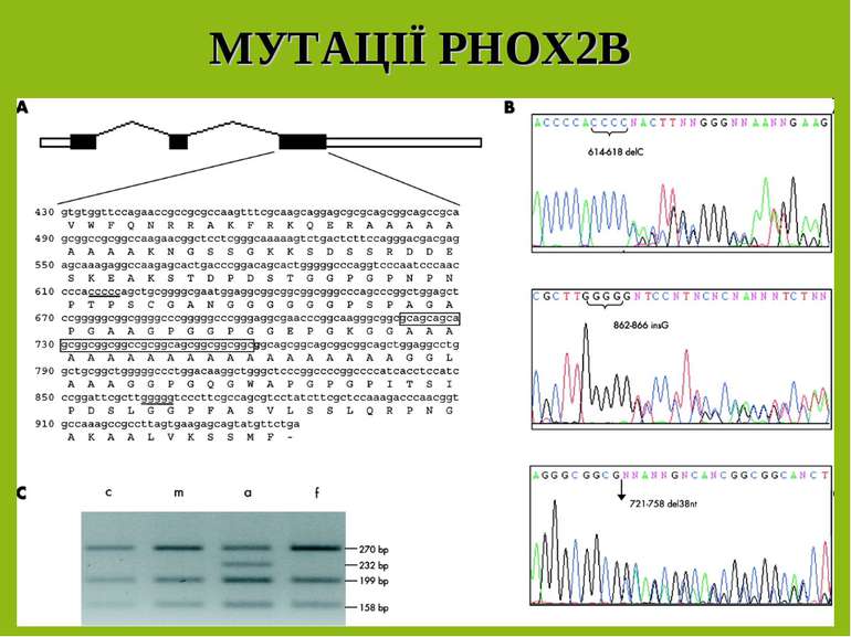 МУТАЦІЇ PHOX2B