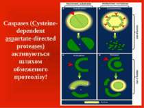 Caspases (Cysteine-dependent aspartate-directed proteases) активуються шляхом...