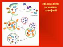 Молекулярні механізми аутофагії