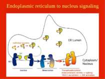 Endoplasmic reticulum to nucleus signaling