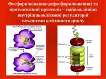 Фосфорилювання-дефосфорилювання) та протеасомний протеоліз – найважливіші вну...