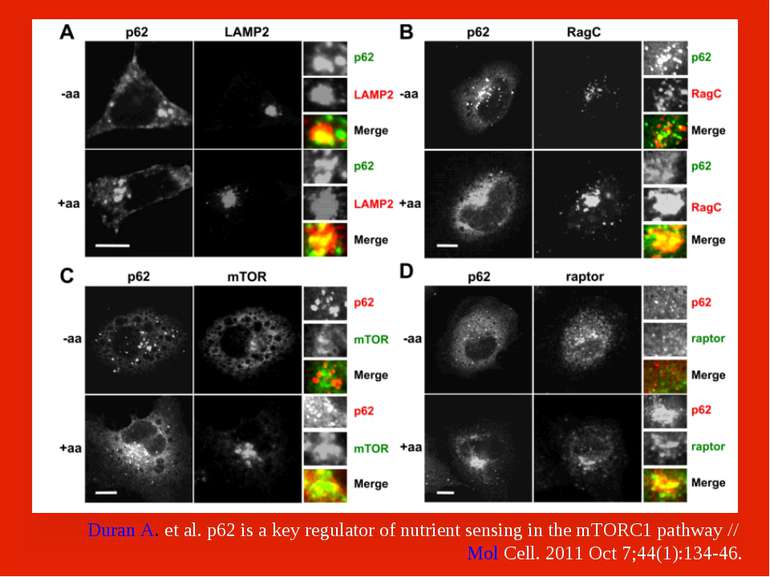 Duran A. et al. p62 is a key regulator of nutrient sensing in the mTORC1 path...