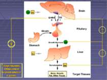 Гіпоглікемія, зменшення жирових депо Гіперглікемія, збільшення жирних кислот ...