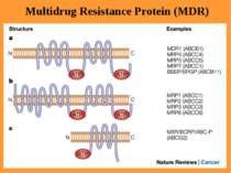 Multidrug Resistance Protein (MDR)