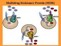 Multidrug Resistance Protein (MDR)