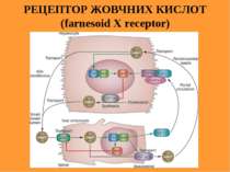 РЕЦЕПТОР ЖОВЧНИХ КИСЛОТ (farnesoid X receptor)