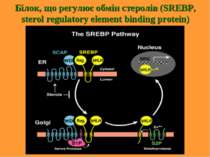 Білок, що регулює обмін стеролів (SREBP, sterol regulatory element binding pr...