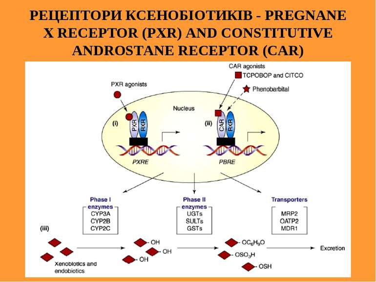 РЕЦЕПТОРИ КСЕНОБІОТИКІВ - PREGNANE X RECEPTOR (PXR) AND CONSTITUTIVE ANDROSTA...