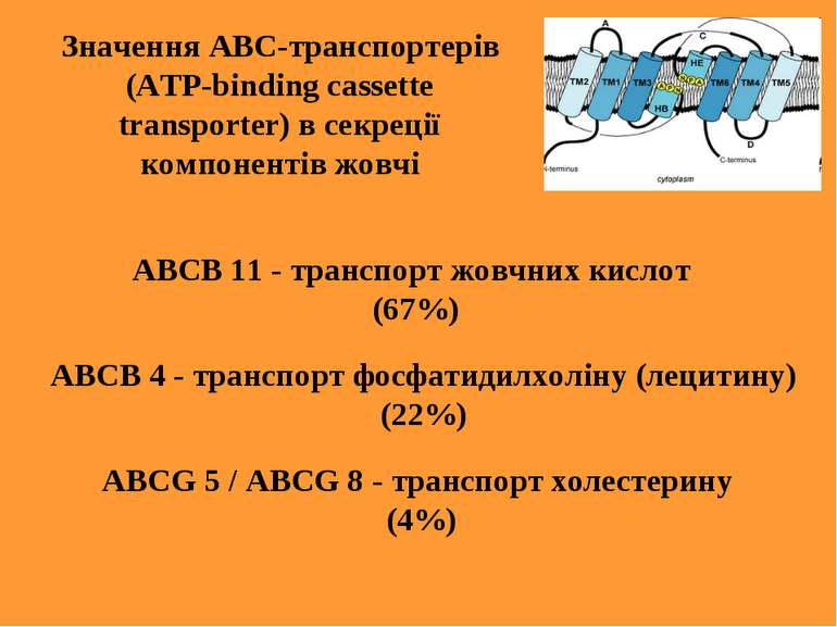 Значення АВС-транспортерів (ATP-binding cassette transporter) в секреції комп...