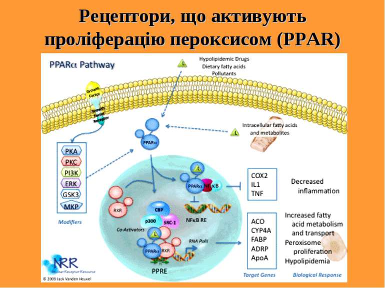 Рецептори, що активують проліферацію пероксисом (PPАR)
