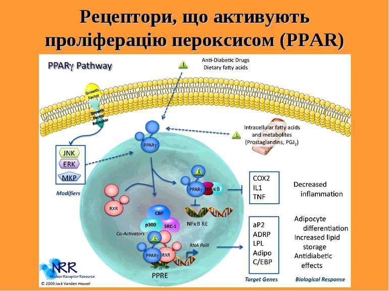 Рецептори, що активують проліферацію пероксисом (PPАR)