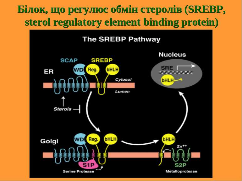 Білок, що регулює обмін стеролів (SREBP, sterol regulatory element binding pr...