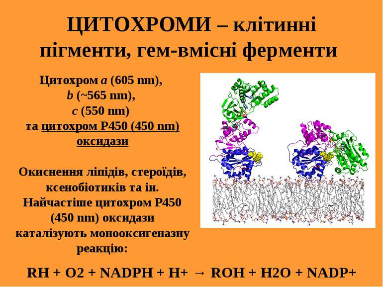 ЦИТОХРОМИ – клітинні пігменти, гем-вмісні ферменти RH + O2 + NADPH + H+ → ROH...