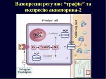 Вазопресин регулює “трафік” та експресію аквапорина-2