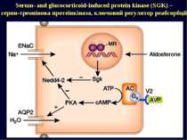 Serum- and glucocorticoid-induced protein kinase (SGK) – серин-треонінова про...