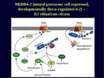 NEDD4-2 (neural precursor cell expressed, developmentally down-regulated 4-2)...