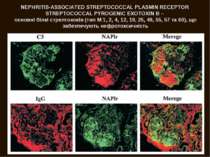 NEPHRITIS-ASSOCIATED STREPTOCOCCAL PLASMIN RECEPTOR STREPTOCOCCAL PYROGENIC E...