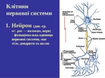 Клітини нервової системи Нейрон (дав.-гр. νεῦρον — волокно, нерв) – функціона...