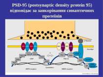 PSD-95 (postsynaptic density protein 95) відповідає за заякорівання синаптичн...