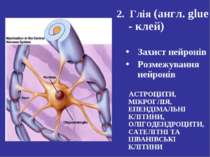 2. Глія (англ. glue - клей) Захист нейронів Розмежування нейронів АСТРОЦИТИ, ...