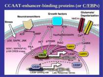 CCAAT-enhancer-binding proteins (or C/EBPs)