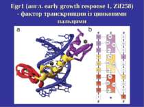 Egr1 (англ. early growth response 1, Zif258) - фактор транскрипции із цинкови...