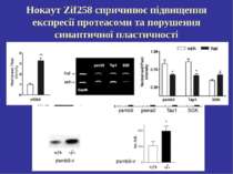 Нокаут Zif258 спричинює підвищення експресії протеасоми та порушення синаптич...