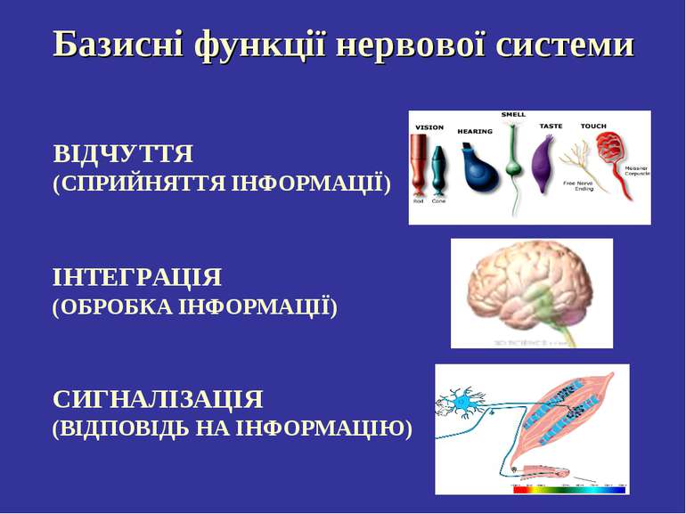 Базисні функції нервової системи ВІДЧУТТЯ (СПРИЙНЯТТЯ ІНФОРМАЦІЇ) ІНТЕГРАЦІЯ ...