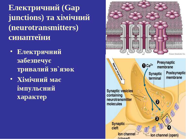 Електричний (Gap junctions) та хімічний (neurotransmitters) синаптеїни Електр...