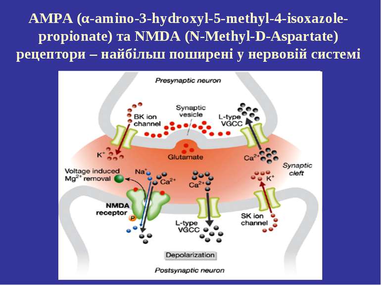 AMPA (α-amino-3-hydroxyl-5-methyl-4-isoxazole-propionate) та NMDA (N-Methyl-D...