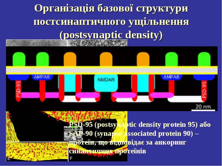 Організація базової структури постсинаптичного ущільнення (postsynaptic densi...