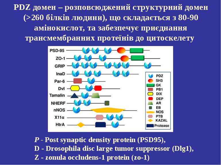 PDZ домен – розповсюджений структурний домен (>260 білків людини), що складає...