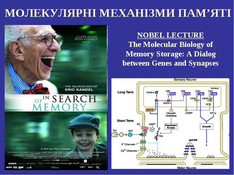 МОЛЕКУЛЯРНІ МЕХАНІЗМИ ПАМ’ЯТІ NOBEL LECTURE The Molecular Biology of Memory S...