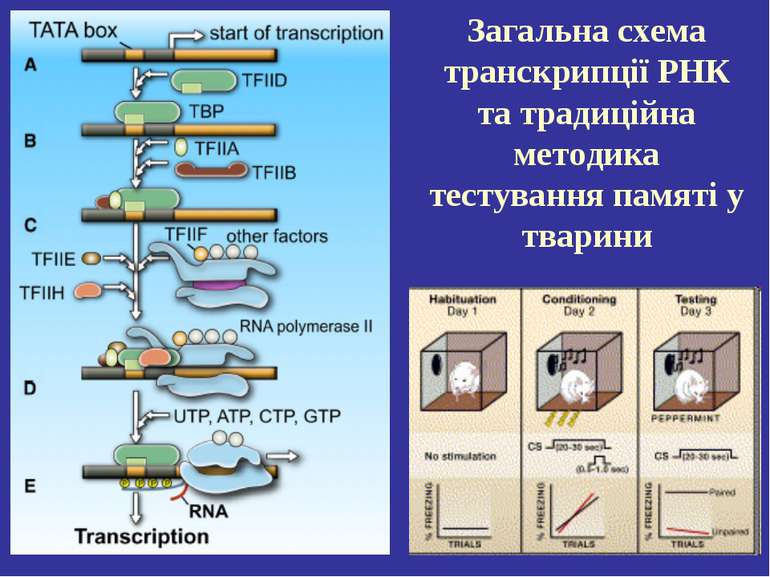 Загальна схема транскрипції РНК та традиційна методика тестування памяті у тв...