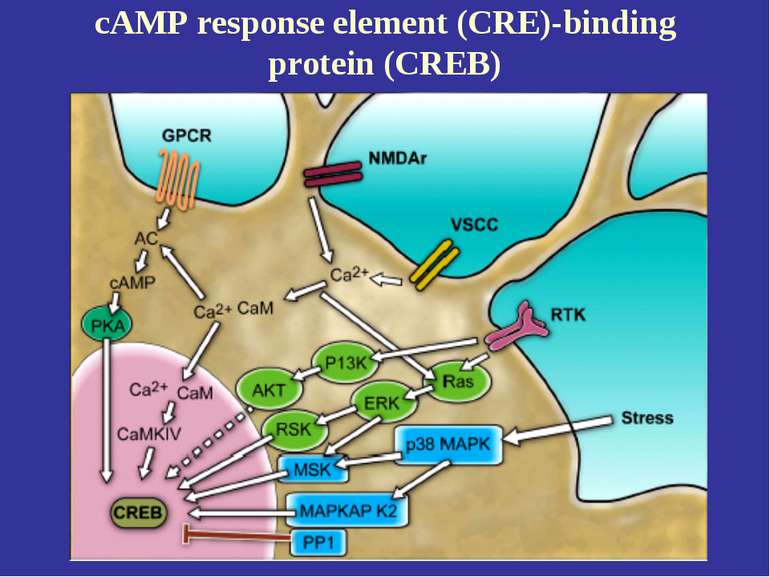 cAMP response element (CRE)-binding protein (CREB)