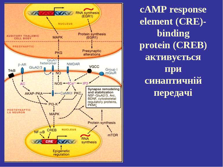 cAMP response element (CRE)-binding protein (CREB) активується при синаптичні...