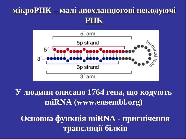 мікроРНК – малі двохланцюгові некодуючі РНК Основна функція miRNA - пригнічен...