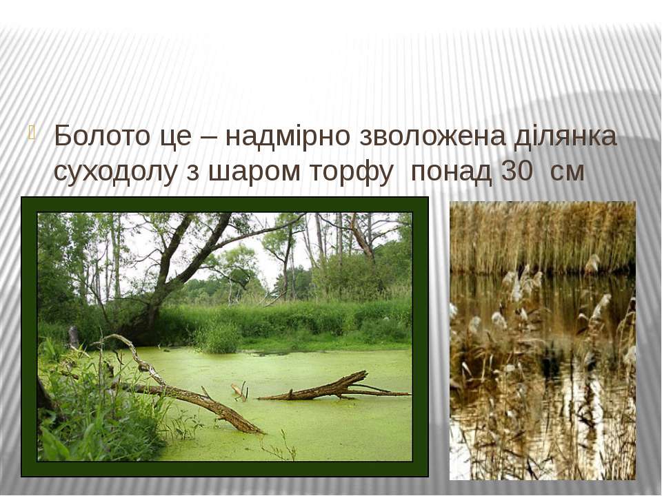 Топи да болота 6 класс. Проект на тему болото. Болото картинка для презентации. Всесвітній день водно- болотних угідь. Топи да болота.