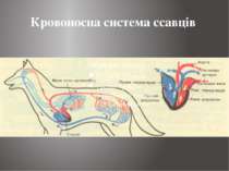 Кровоносна система ссавців