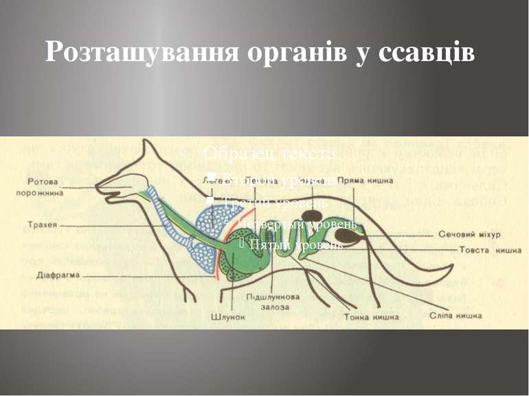 Розташування органів у ссавців