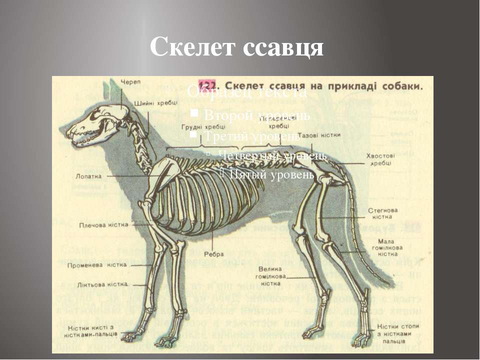 Характеристика опорно двигательной системы млекопитающих. Строение скелета млекопитающих на примере собаки. Скелет собаки строение овчарки. Внутреннее строение собаки скелет. Опорно двигательная система скелет собаки.