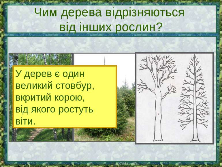 Чим дерева відрізняються від інших рослин? У дерев є один великий стовбур, вк...