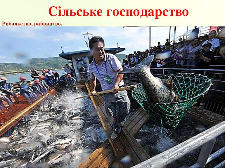 Сільське господарство Рибальство, рибництво.